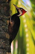 Crimson-crested Woodpecker