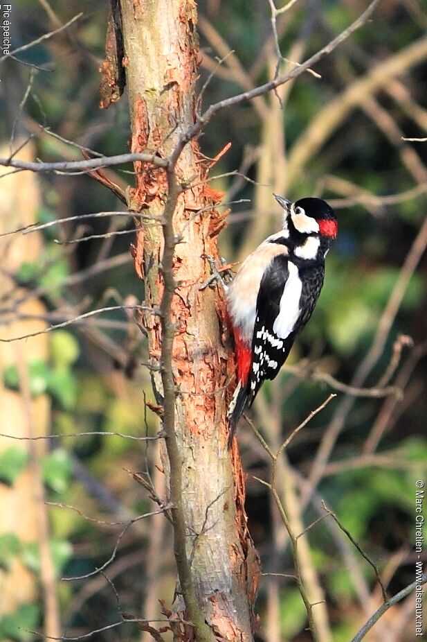 Great Spotted Woodpeckeradult