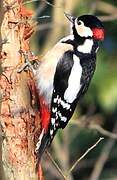 Great Spotted Woodpecker