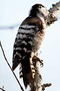 Lesser Spotted Woodpecker