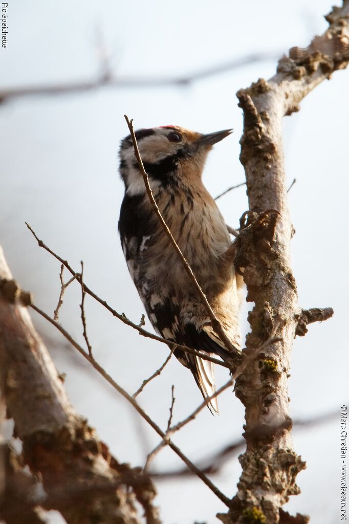 Lesser Spotted Woodpeckeradult