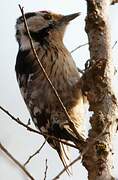 Lesser Spotted Woodpecker