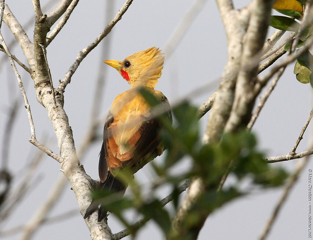 Cream-colored Woodpecker