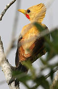 Cream-colored Woodpecker