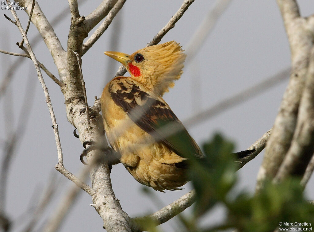 Cream-colored Woodpecker