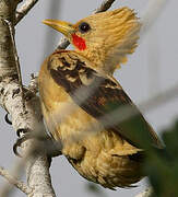 Cream-colored Woodpecker