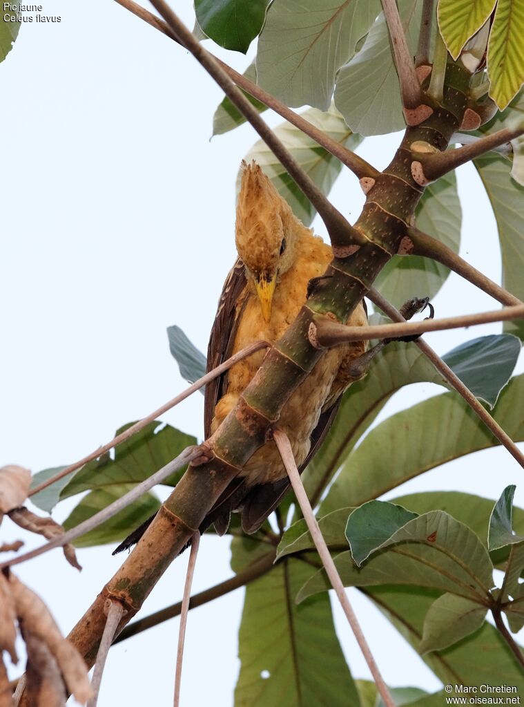 Cream-colored Woodpecker female adult