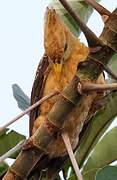 Cream-colored Woodpecker