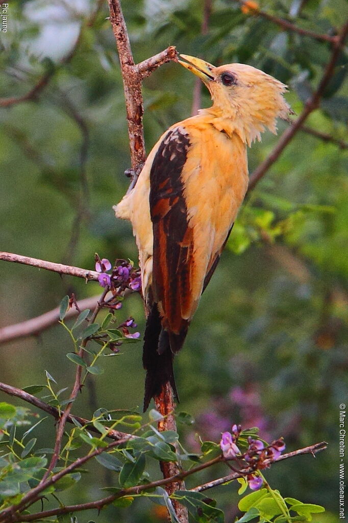 Cream-colored Woodpecker