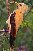 Cream-colored Woodpecker