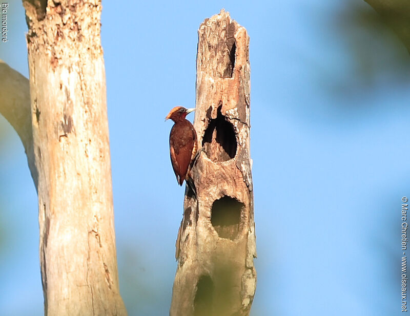 Chestnut Woodpecker female