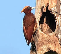 Chestnut Woodpecker