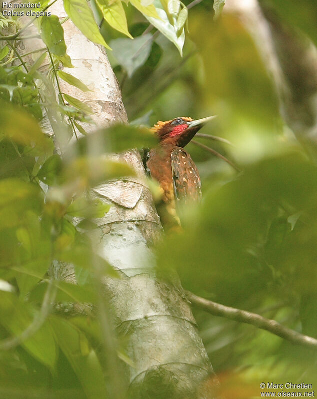 Chestnut Woodpecker male