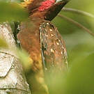 Pic mordoré