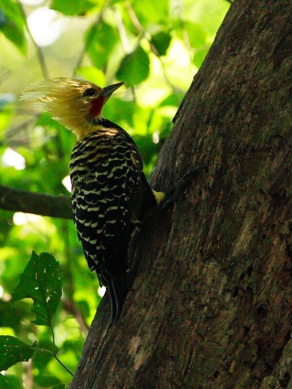 Blond-crested Woodpecker male adult