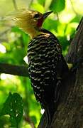 Blond-crested Woodpecker