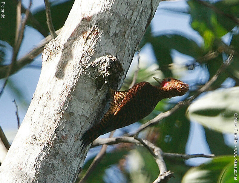 Waved Woodpecker