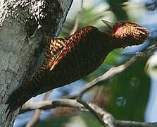 Waved Woodpecker