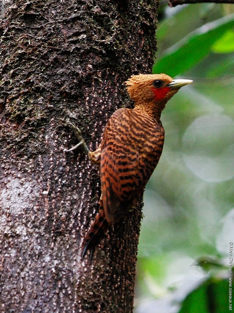 Waved Woodpecker male adult