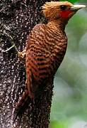 Waved Woodpecker