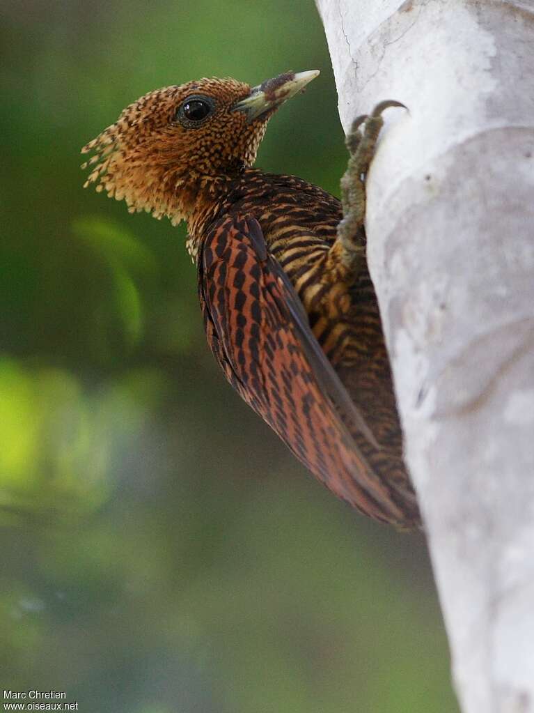 Waved Woodpecker female adult