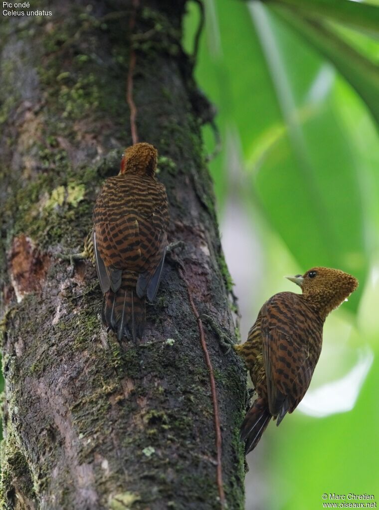 Waved Woodpecker adult