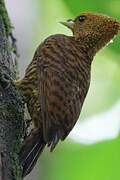 Waved Woodpecker