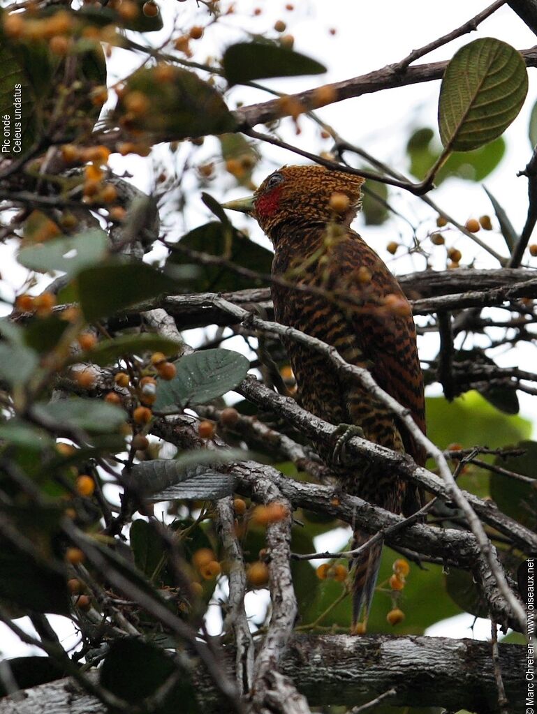 Waved Woodpecker male adult