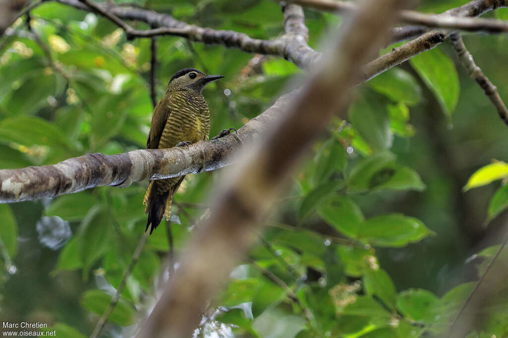 Golden-olive Woodpecker female adult, identification