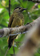 Golden-olive Woodpecker