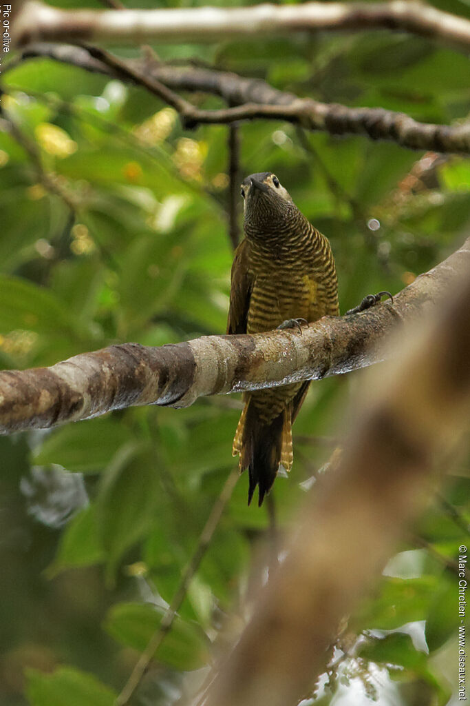 Golden-olive Woodpecker female adult