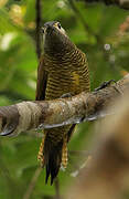 Golden-olive Woodpecker