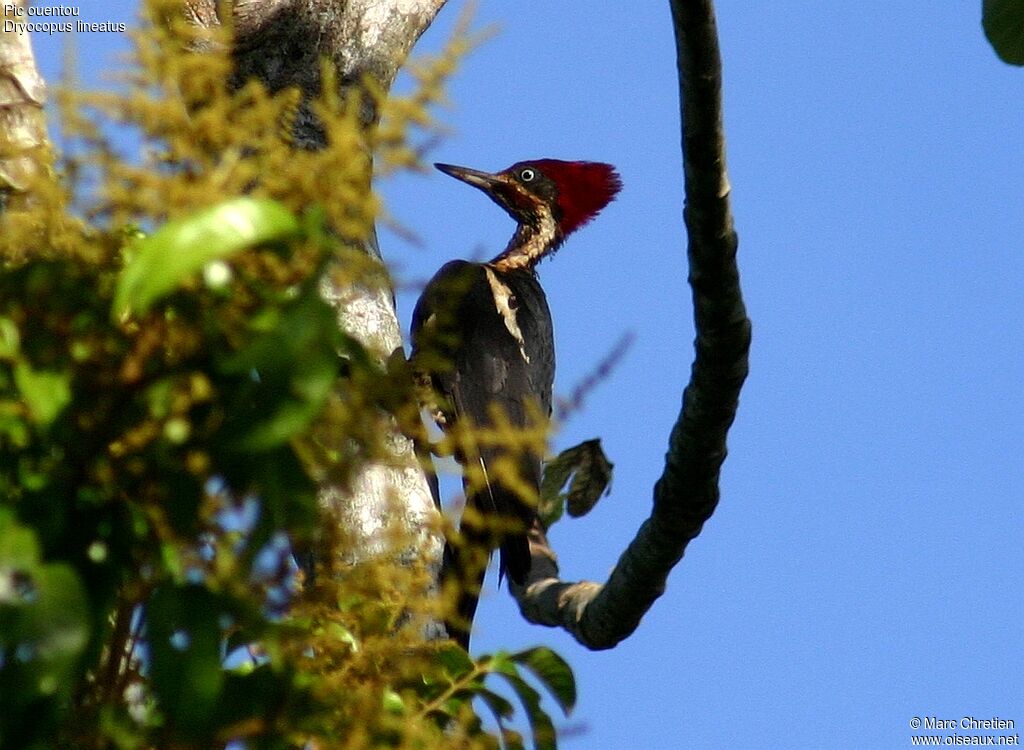 Lineated Woodpecker