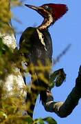 Lineated Woodpecker