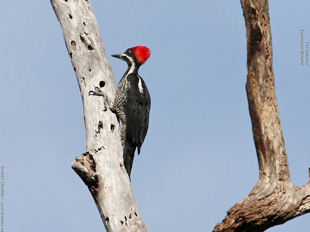 Lineated Woodpecker female adult