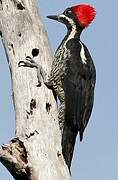 Lineated Woodpecker