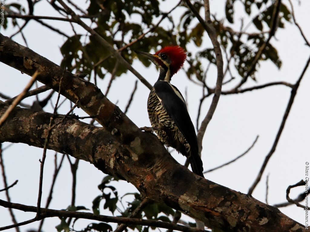 Lineated Woodpecker male