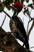 Lineated Woodpecker