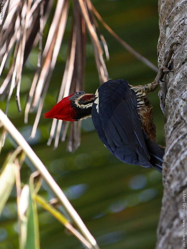 Lineated Woodpecker male adult