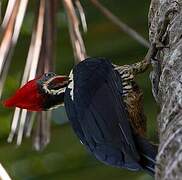 Lineated Woodpecker