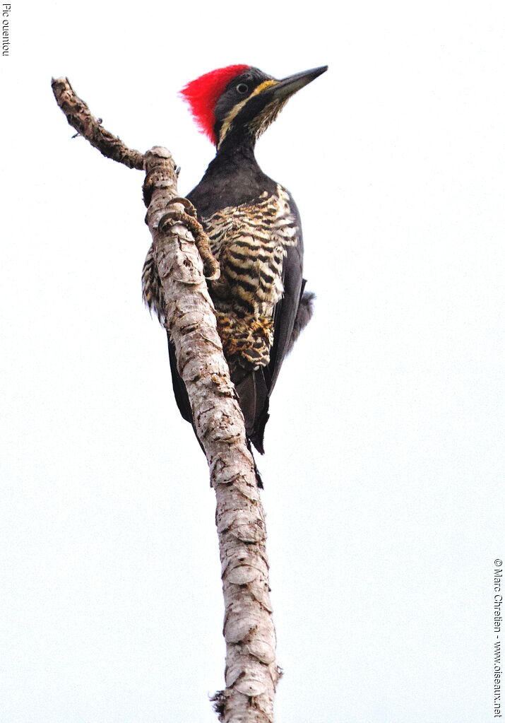 Lineated Woodpecker