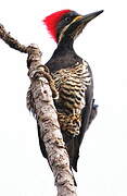 Lineated Woodpecker