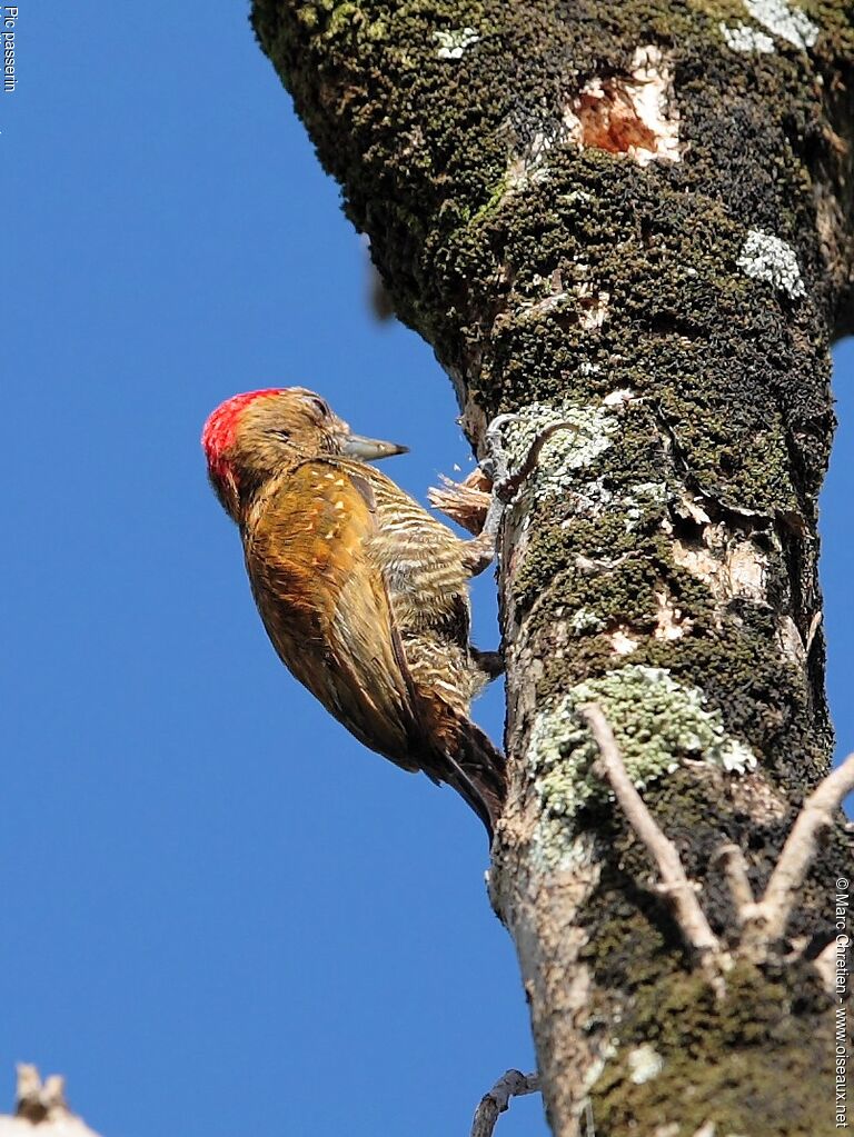 Little Woodpecker male adult