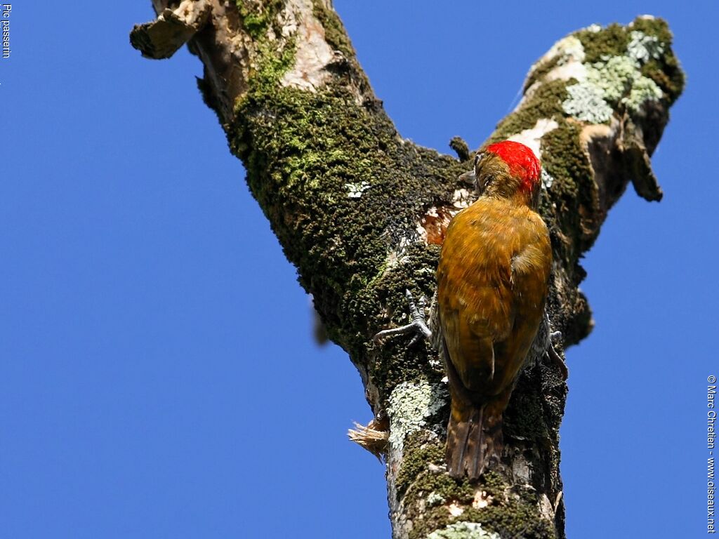 Little Woodpecker male adult