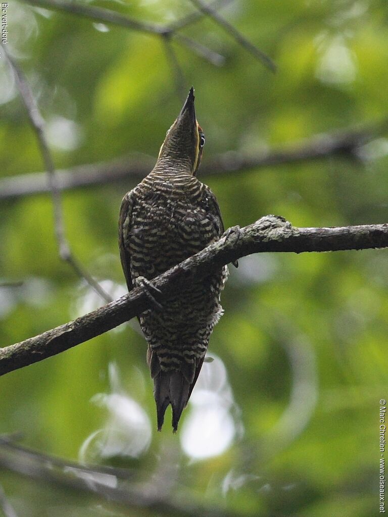 Golden-green Woodpecker male adult