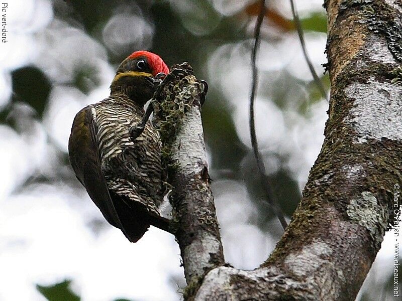 Golden-green Woodpecker male adult