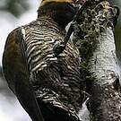 Pic vert-doré