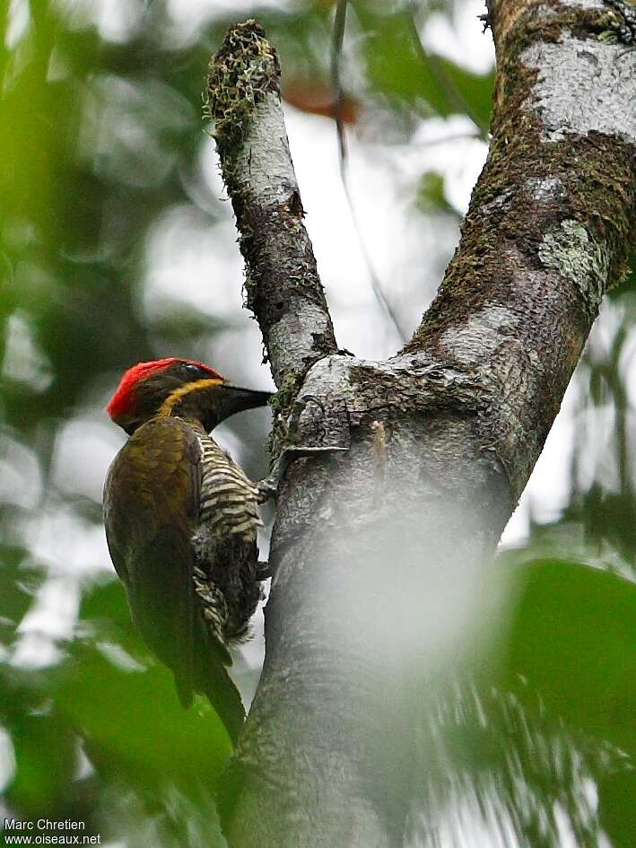 Golden-green Woodpecker male adult