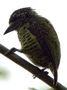 Golden-spangled Piculet