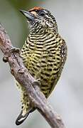 Golden-spangled Piculet